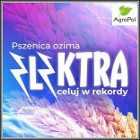 Pszenica Ozima ELEKTRA - Plenna Zdrowa Rekordowa Nasiona Strzelce