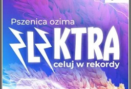 Pszenica Ozima ELEKTRA - Plenna Zdrowa Rekordowa Nasiona Strzelce