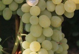 Słodki winogron. PIESNIA Sadzonki winorośli-25C