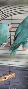 Papugi Aleksandretty ręcznie karmione -4