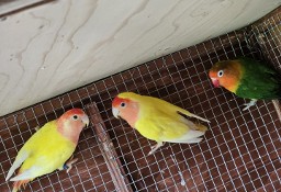 Nierozłączki 2023 r papugi nierozłączka papużka 
