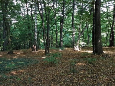 Prywatny las w Krakowie Swoszowicach-1
