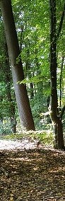Prywatny las w Krakowie Swoszowicach-4