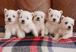 Sprzedam szczenięta West Highland White Terrier