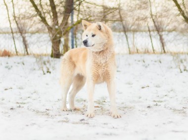 Luiza szuka domu, suczka, akita-1