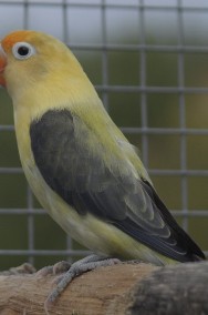Nierozłączki fischer młode do oswojenia jak i dojrzałe na lęgi papuga papugi -2