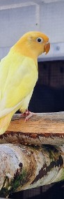 Nierozłączki fischer młode do oswojenia jak i dojrzałe na lęgi papuga papugi -4