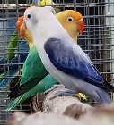 Nierozłączki fischer młode do oswojenia jak i dojrzałe na lęgi papuga papugi 