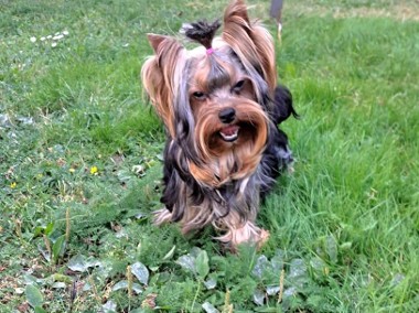 York, yorki, yorkshire terrier z metryczką  ZKwP (FCI)-1