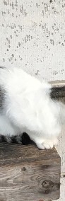 Detektywka - łaciata, biało-bura kotka (gm. Wołomin)-3