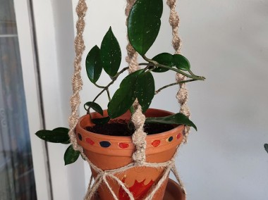 Roślina: Hoya Carnosa w terakotowej doniczce w makramie ze sznurka jutowego-1