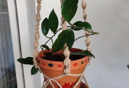 Roślina: Hoya Carnosa w terakotowej doniczce w makramie ze sznurka jutowego