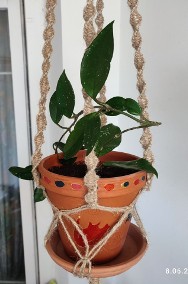 Roślina: Hoya Carnosa w terakotowej doniczce w makramie ze sznurka jutowego-2