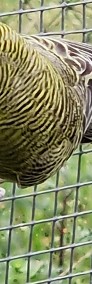 Papużka falista blackface młoda do oswojenia lub  dojrzałe na lęgi papuga papugi-3