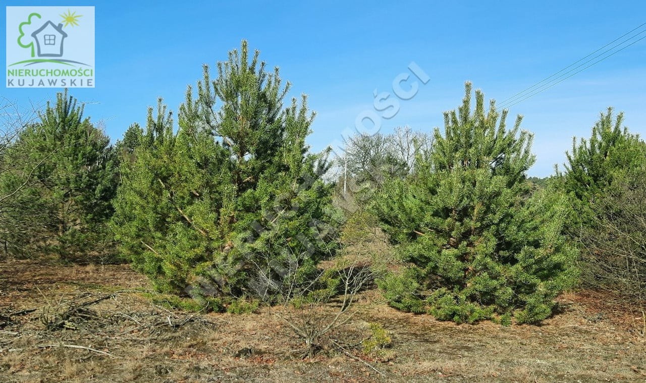 DZIAŁKA 1683,0M2 POD BUDOWNICTWO JEDNORODZINNE, DĘBNIAKI, GMINA KOWAL - Widok 4