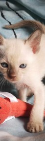 Kocięta kot tonkijskie, kot tonkijski, ( syjamskie , burmskie) hod. Urok Życia-3