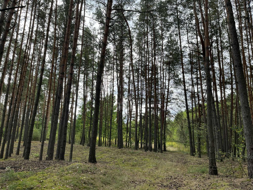 Działka rolna z samosiejkami - Widok 3