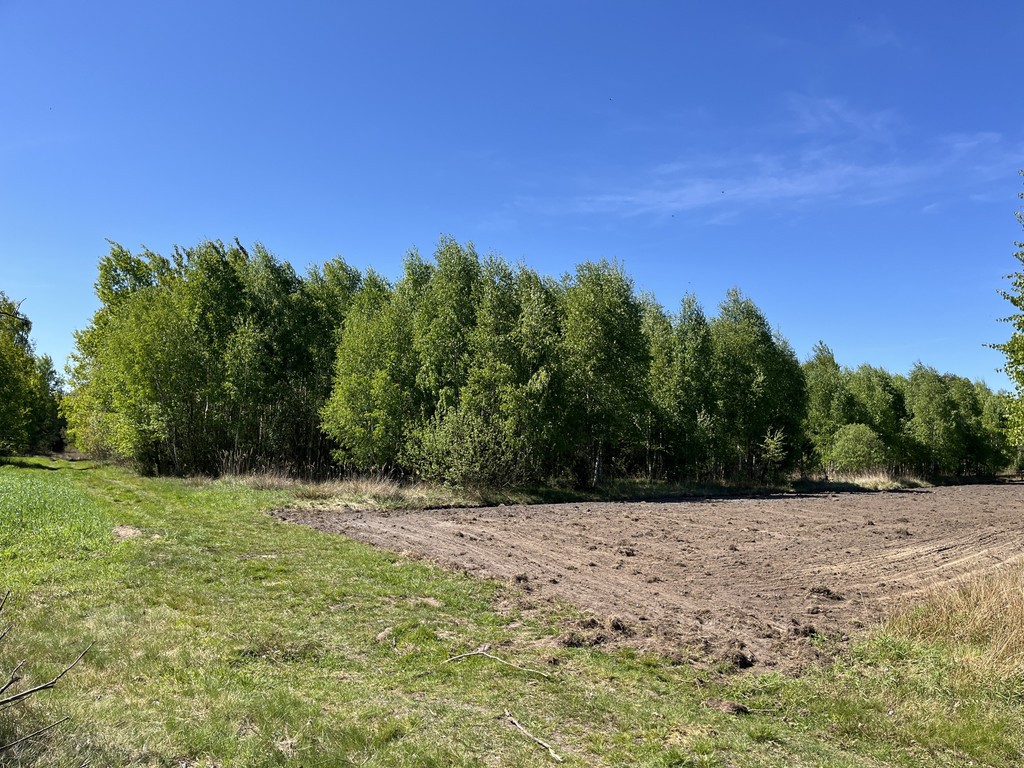 Działka rolna z samosiejkami - Widok 6