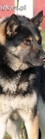 NOSEK - niepowtarzalny pies, mieszaniec husky do adopcji-3