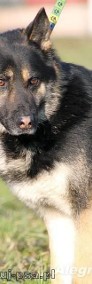 NOSEK - niepowtarzalny pies, mieszaniec husky do adopcji-4