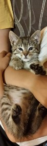 Kotek do adopcji-3