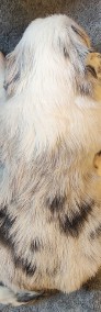Border Collie - Suczka blue merle z pełną dokumentacją hodowlaną-3