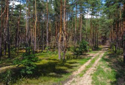 Działka leśna Mostówka