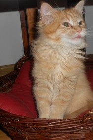 Maine Coon-2