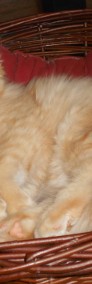 Maine Coon-3