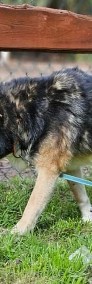 Piękny Nanuk do adopcji - podaruj mu dom na zawsze lub opiekę tymczasową-3