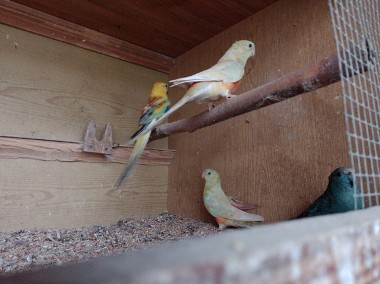 Papugi świergotki 2023 r-1
