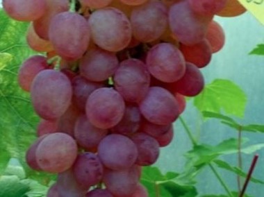 Beznasienny winogron K-SZ.AUKSAJSKIJ.Winorośli1,2m-1