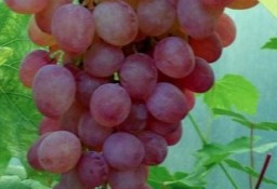 Beznasienny winogron K-SZ.AUKSAJSKIJ.Winorośli1,2m