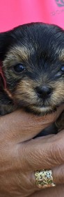 YorkShire Terrier-4