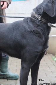 Tito piękny pies w typie Labradora-2
