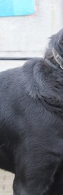 Tito piękny pies w typie Labradora-3