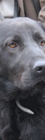 Tito piękny pies w typie Labradora-4