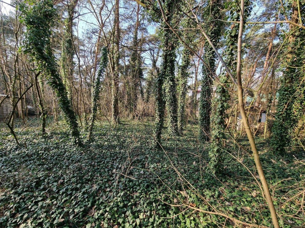 Działka 300m od Wkd Podkowa Leśna Zachodnia - Widok 5