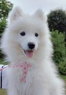 Szczeniaczki Samoyed gotowe do odbioru 