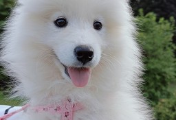 Szczeniaczki Samoyed gotowe do odbioru 