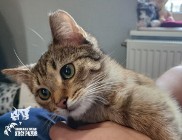 Kotka Drobinka, delikatna kotka szuka domu! -  Fundacja "Koci Pazur"