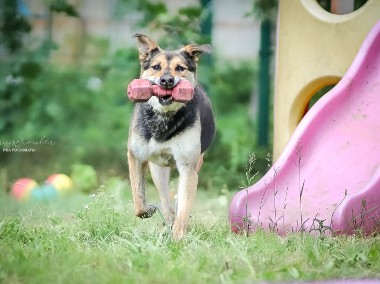 Piękna Sara szuka domu na zawsze - adoptujesz?-1