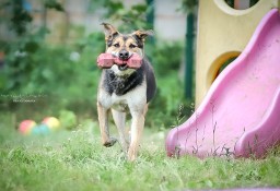 Piękna Sara szuka domu na zawsze - adoptujesz?