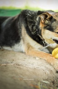 Piękna Sara szuka domu na zawsze - adoptujesz?-2