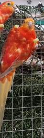 Świergotka Seledynowa Opal Cynamon Oranż Samce 2022 r.-4