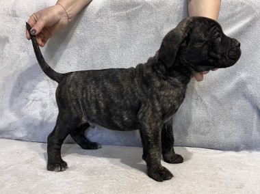 Szczeniak Cane Corso Italiano -1