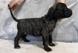 Szczeniak Cane Corso Italiano 