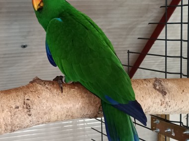 1.0 eclectus roratus polychloros- lora wielka -1