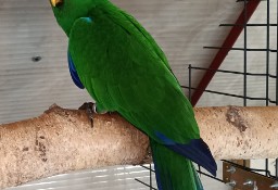 1.0 eclectus roratus polychloros- lora wielka 