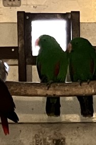 1.0 eclectus roratus polychloros- lora wielka -2